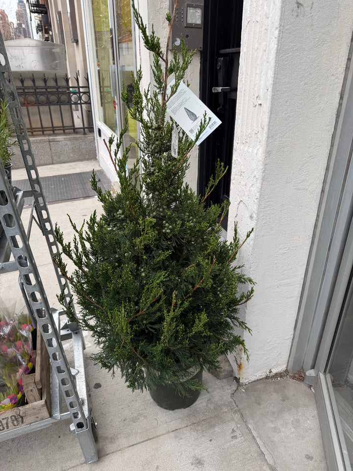 Green Columnar Juniper
