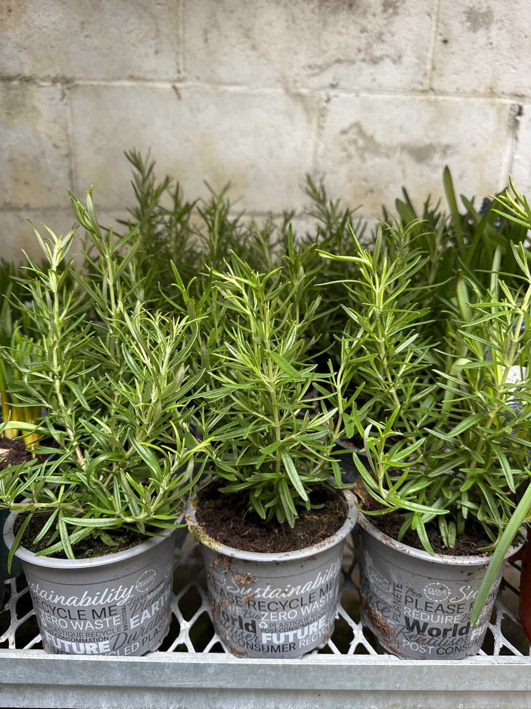 Herbs