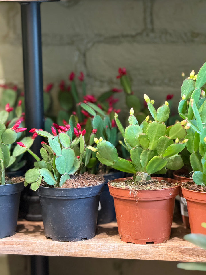 Easter Cactus