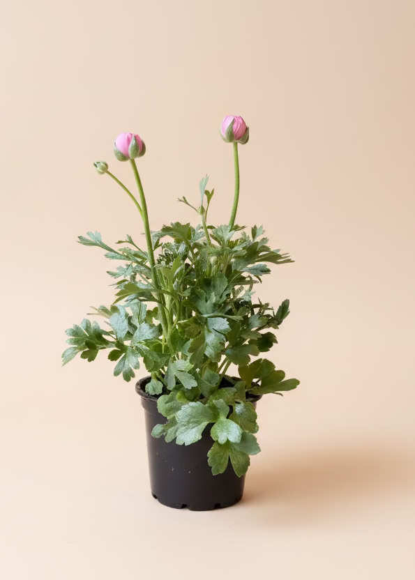 Ranunculus