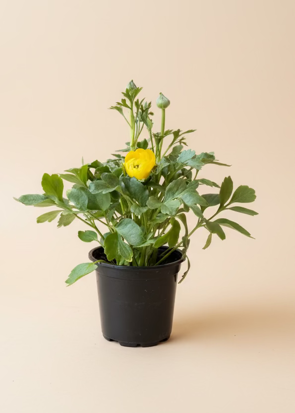 Ranunculus
