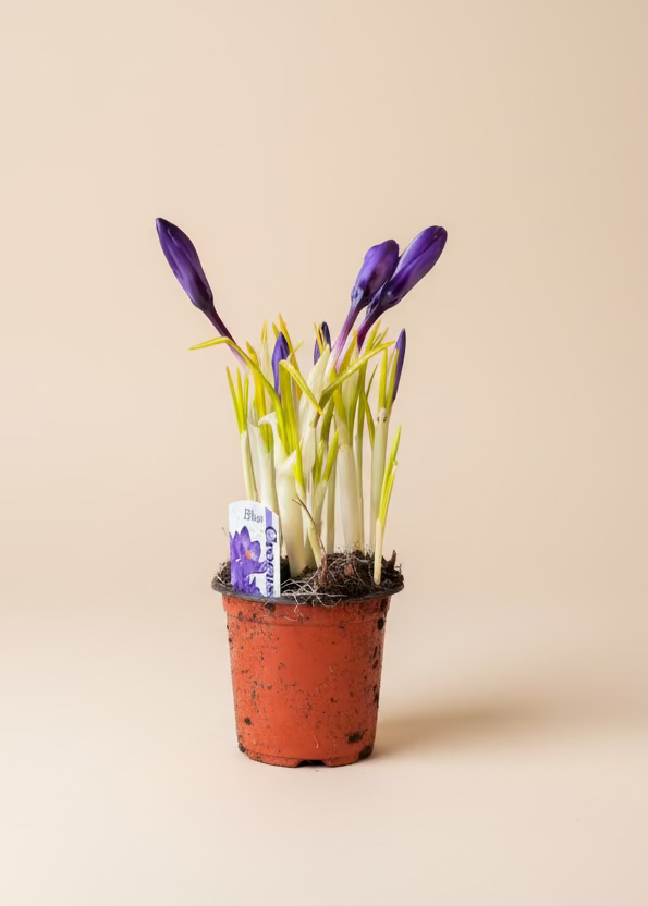Crocus