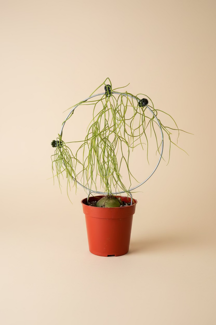 Climbing Sea Onion