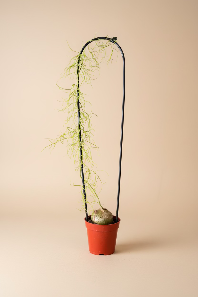 Climbing Sea Onion