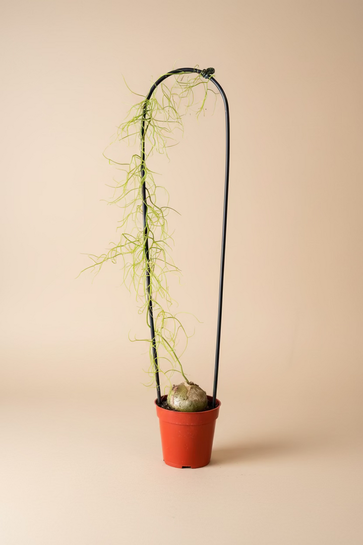 Climbing Sea Onion