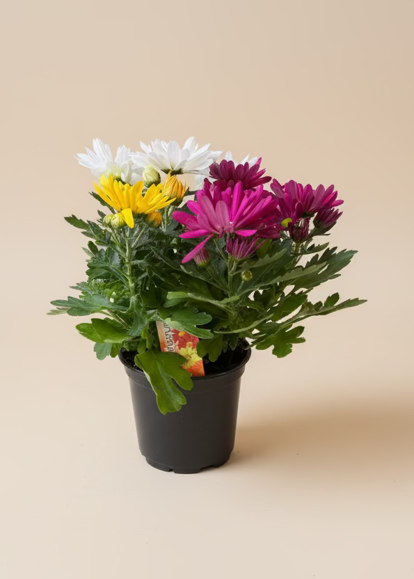 Garden Mum