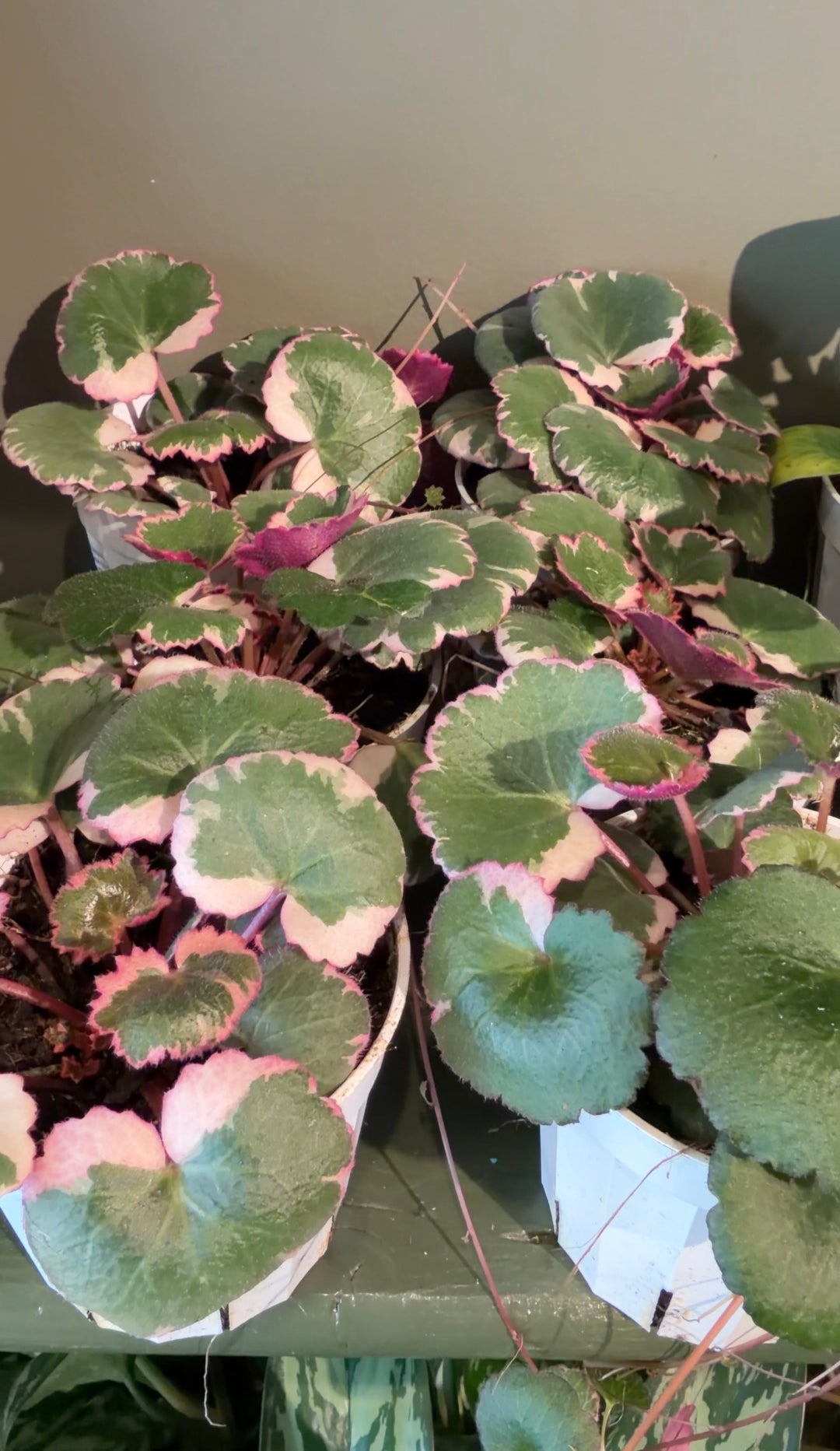 Variegated Strawberry Begonia