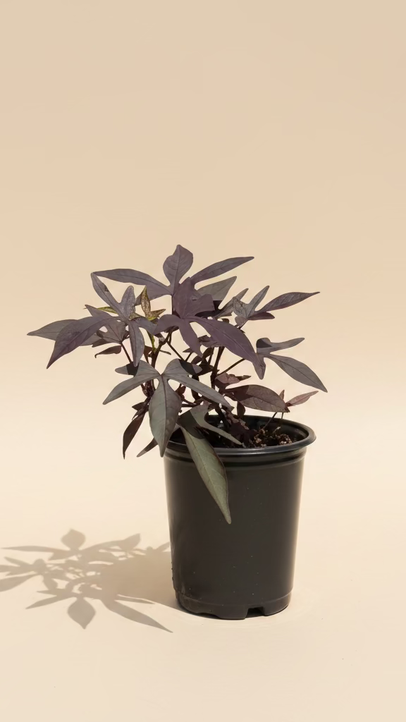Bright Ideas Black Sweet Potato Vine