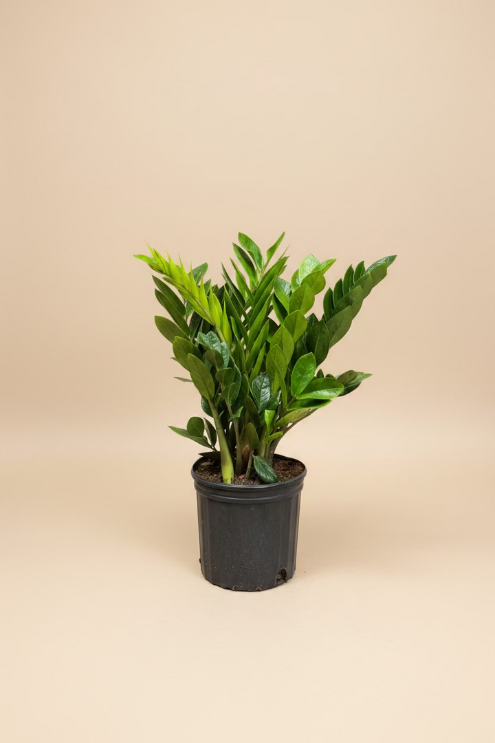 ZZ Plant