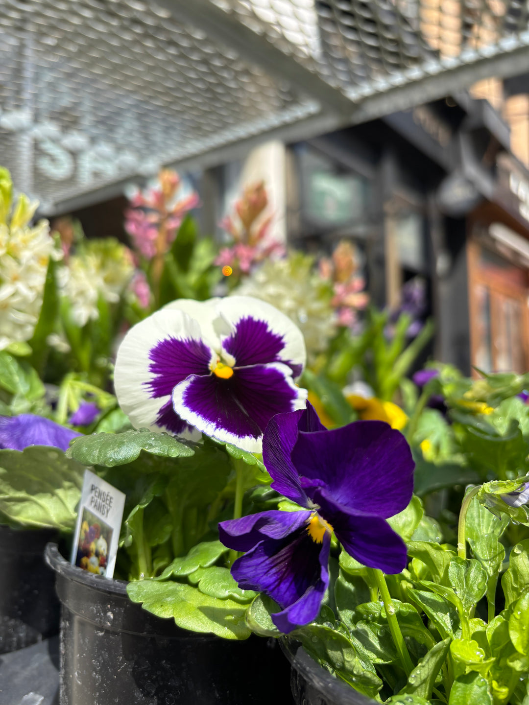 Pansies
