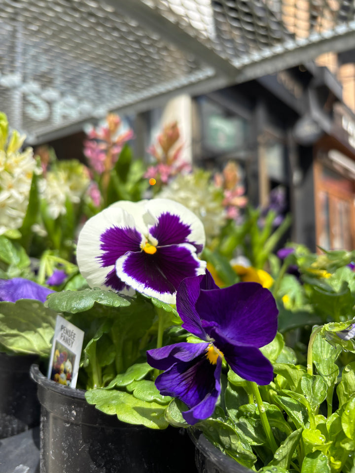 Pansies