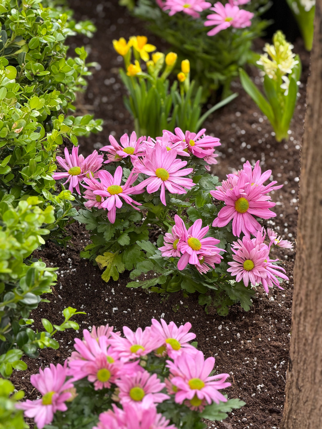 Daisy Mum