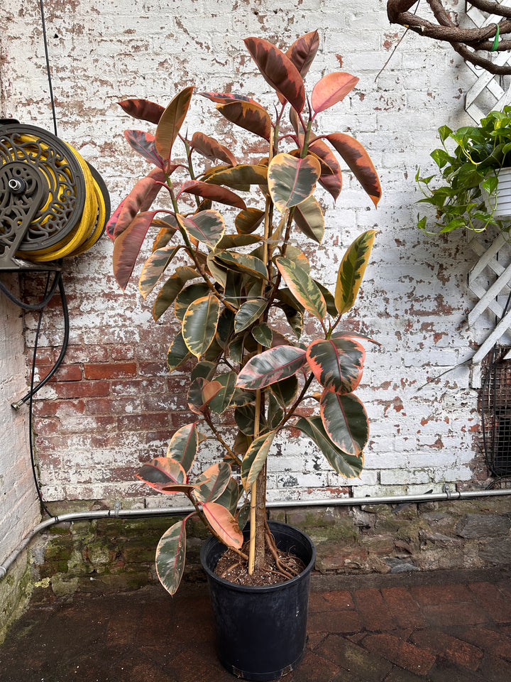 Ficus Elastica Ruby