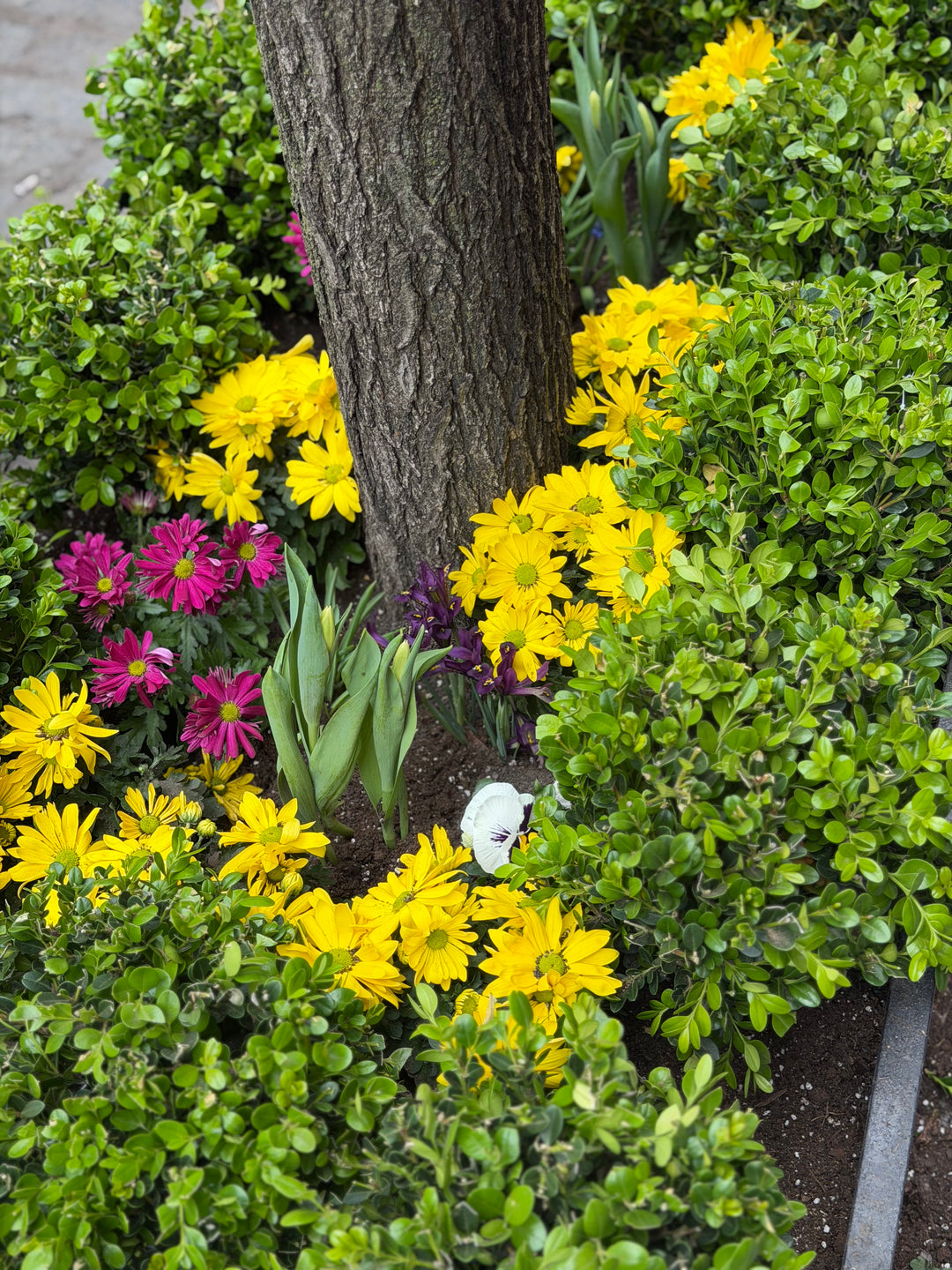Golden Triumph Boxwood