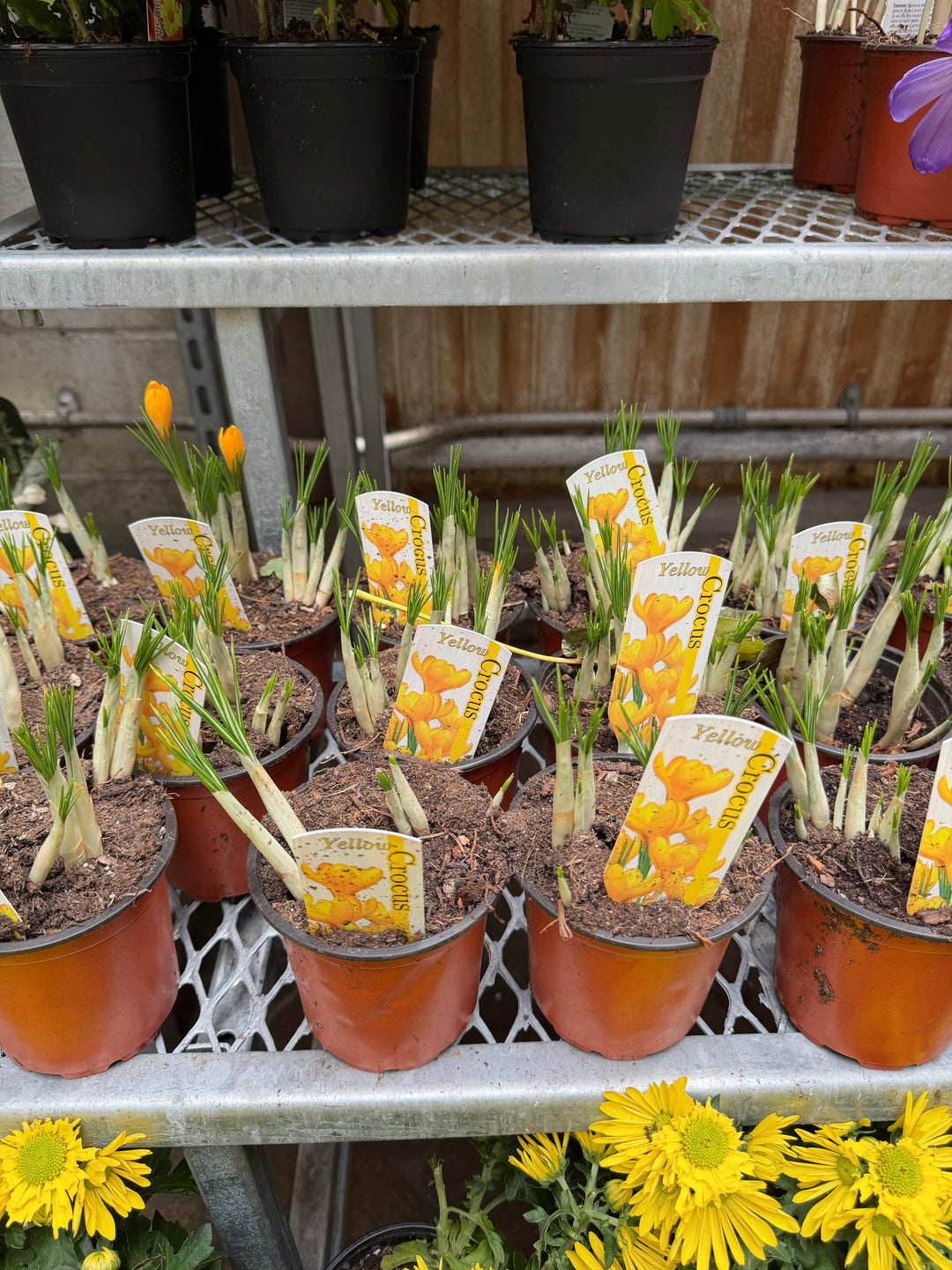 Crocus