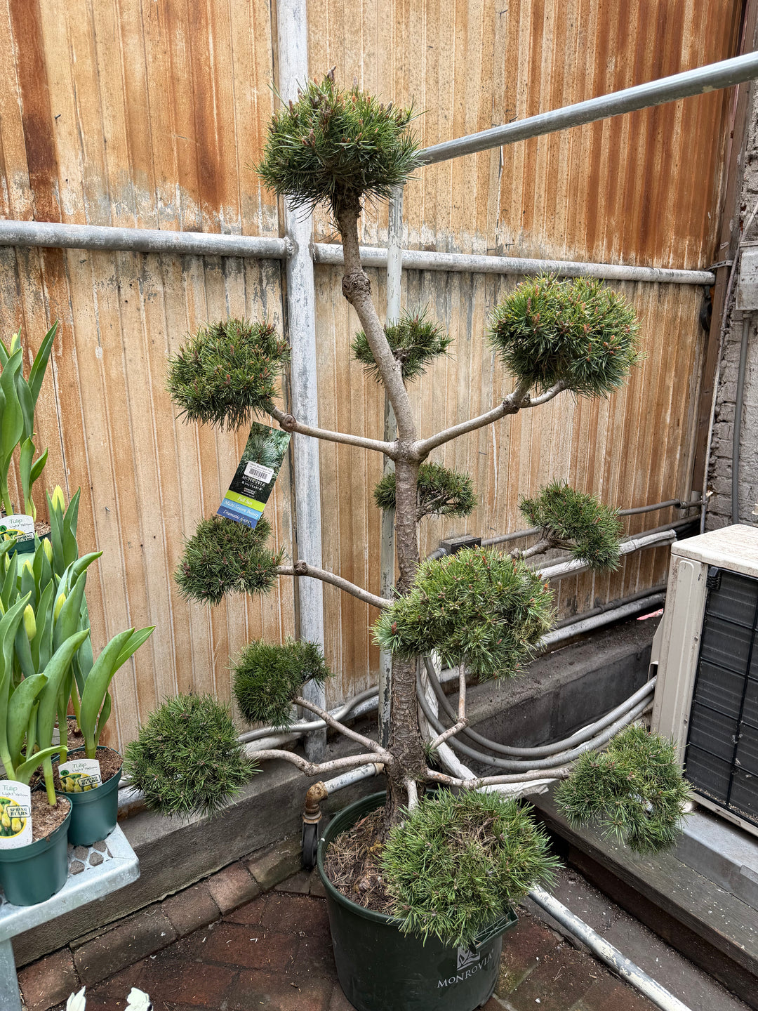 French Blue Scotch Pine