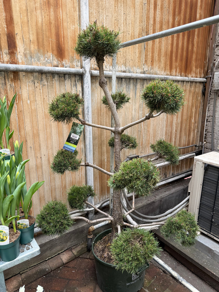 French Blue Scotch Pine