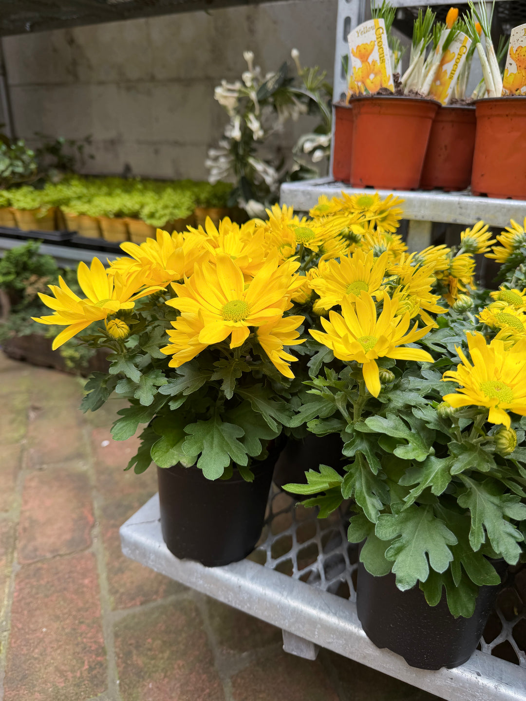 Daisy Mum