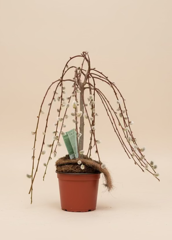 Weeping Willow