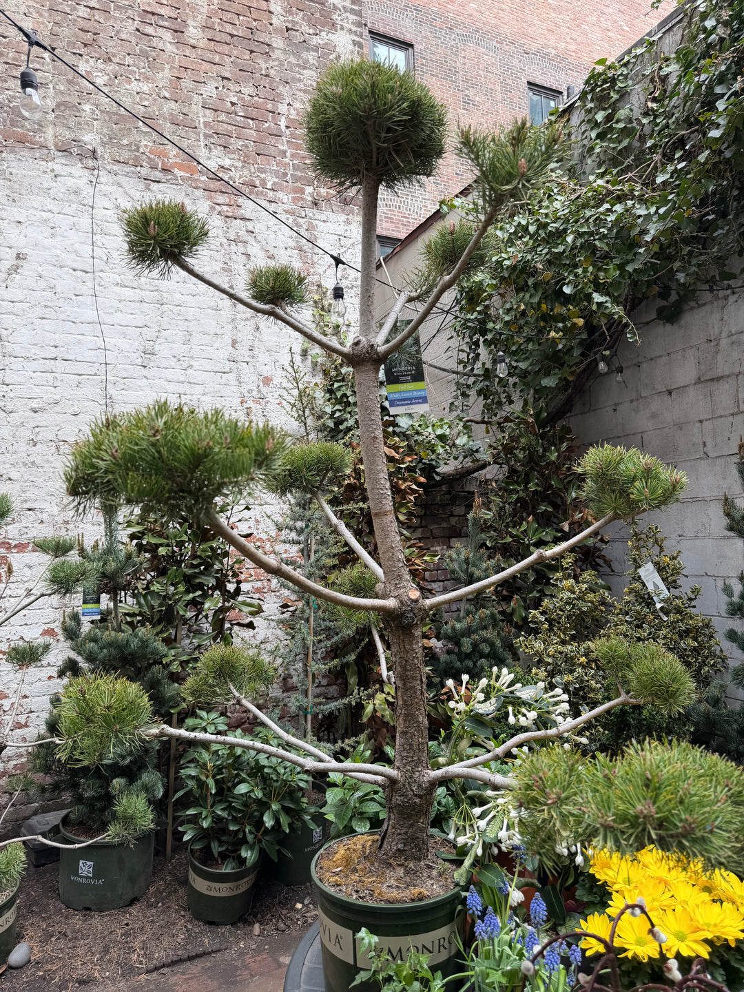 French Blue Scotch Pine