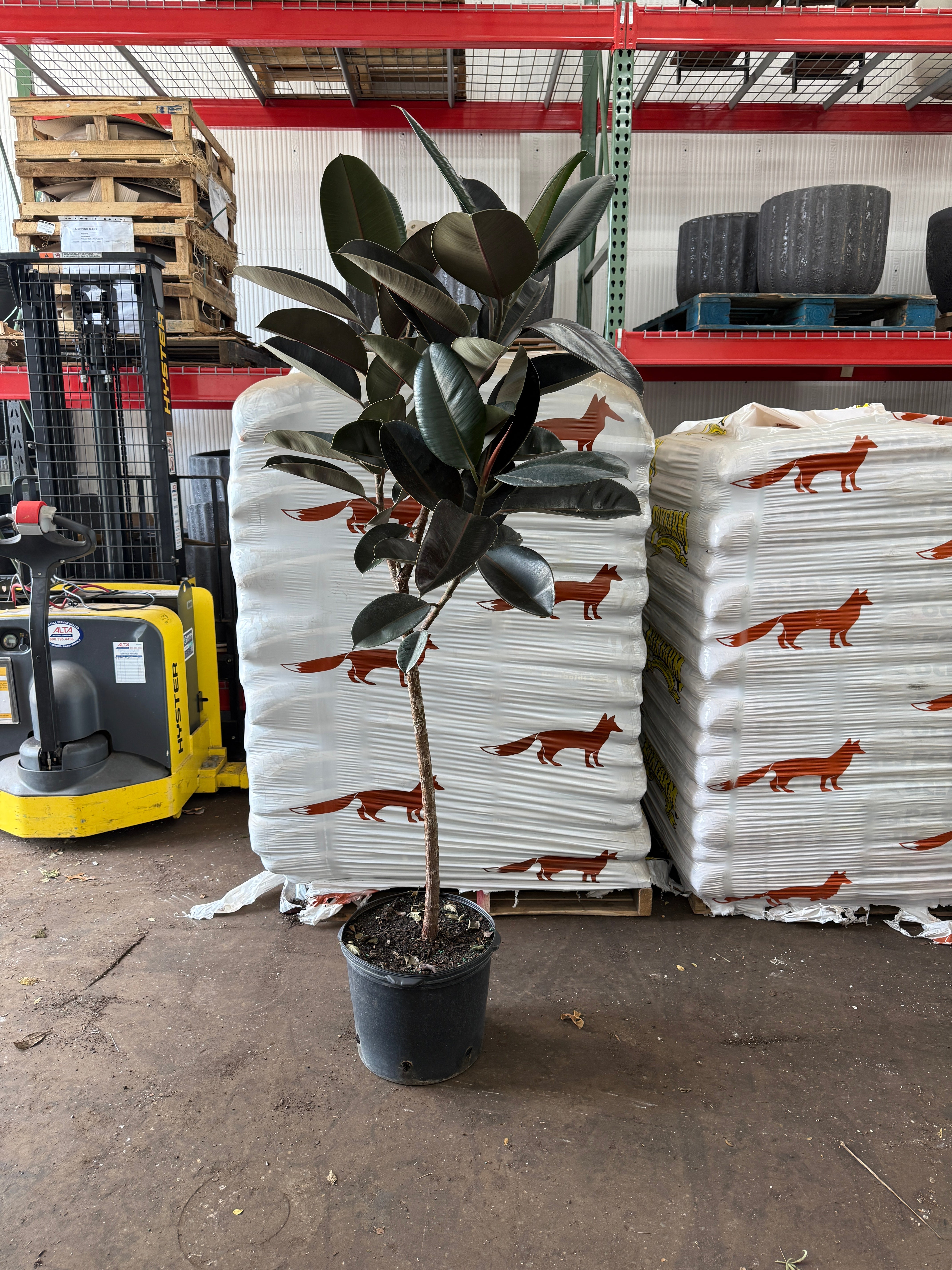 Ficus Burgundy – The Old Yew Plant Shop