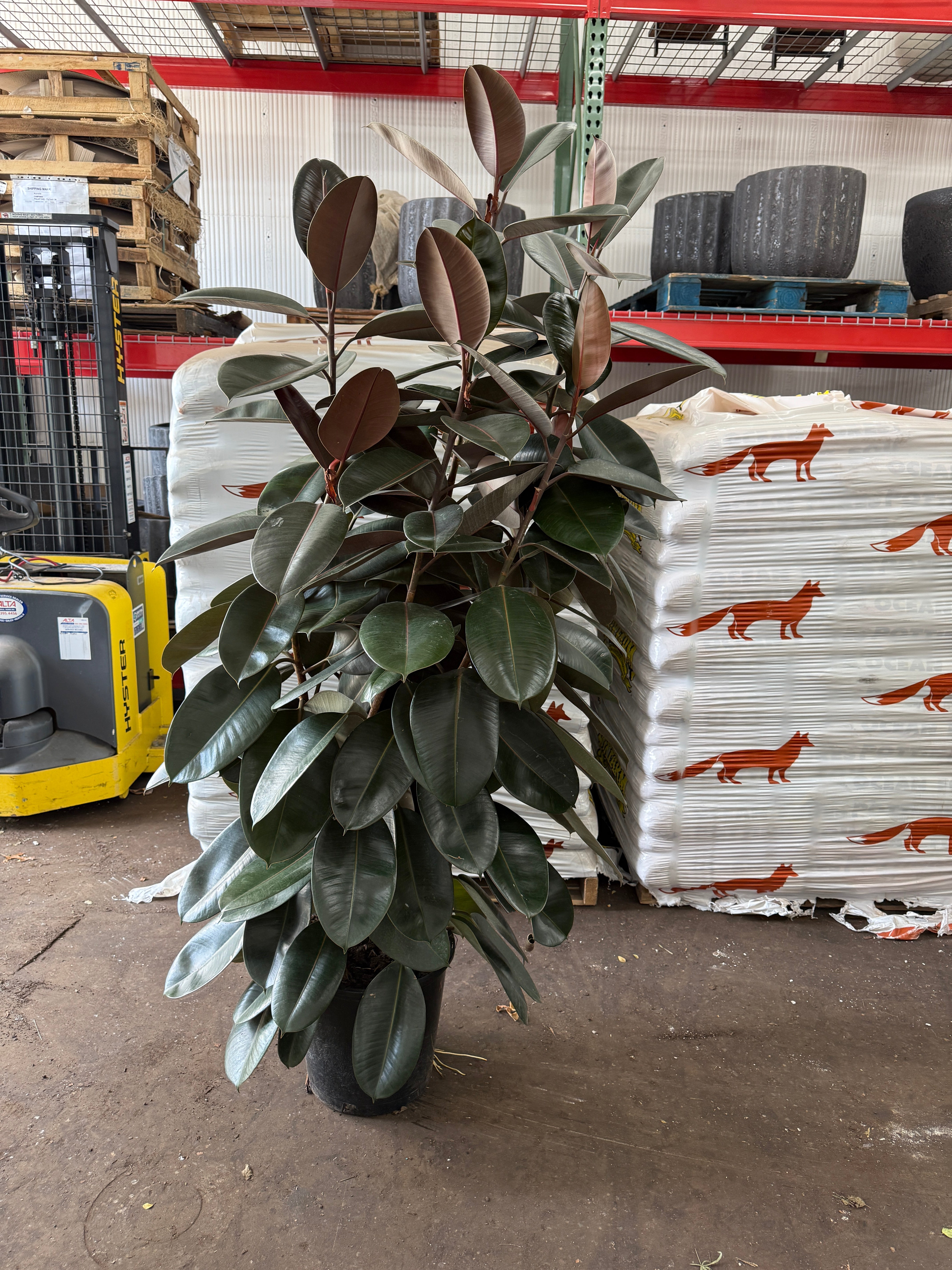 【FICUS】 Imported S-Curve Tiger Bark Ficus with Air Roots, in a