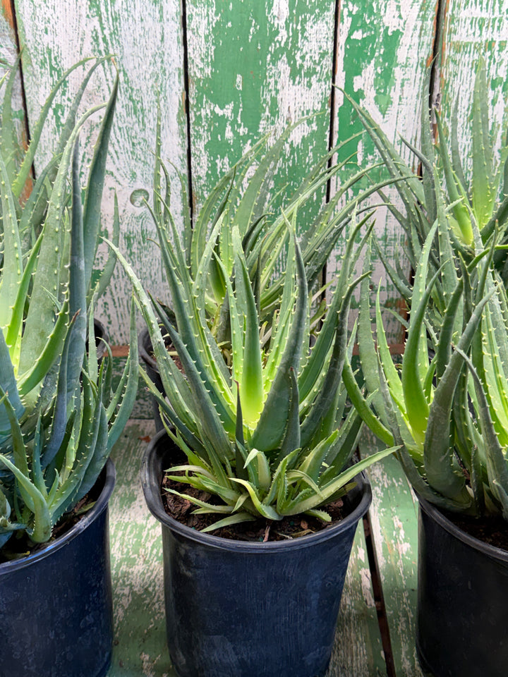 Aloe Vera