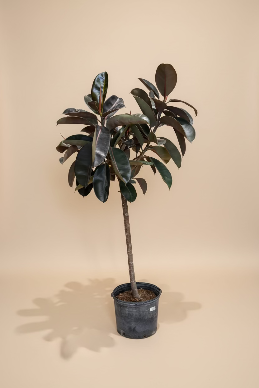 Ficus Burgundy