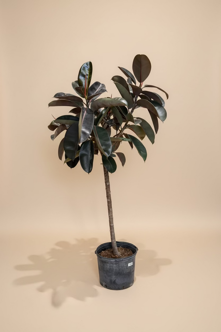 Ficus Burgundy