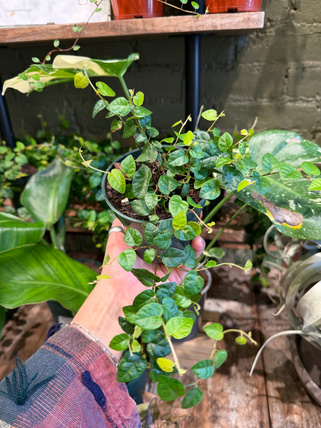 Creeping Fig