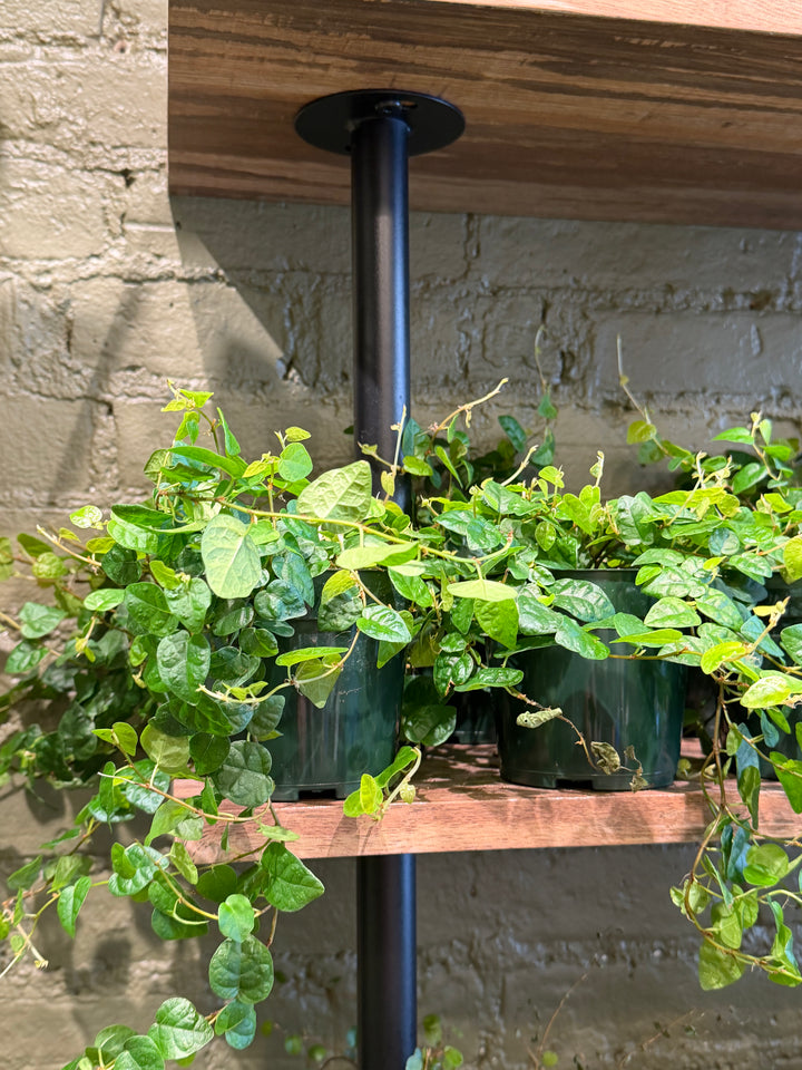 Creeping Fig