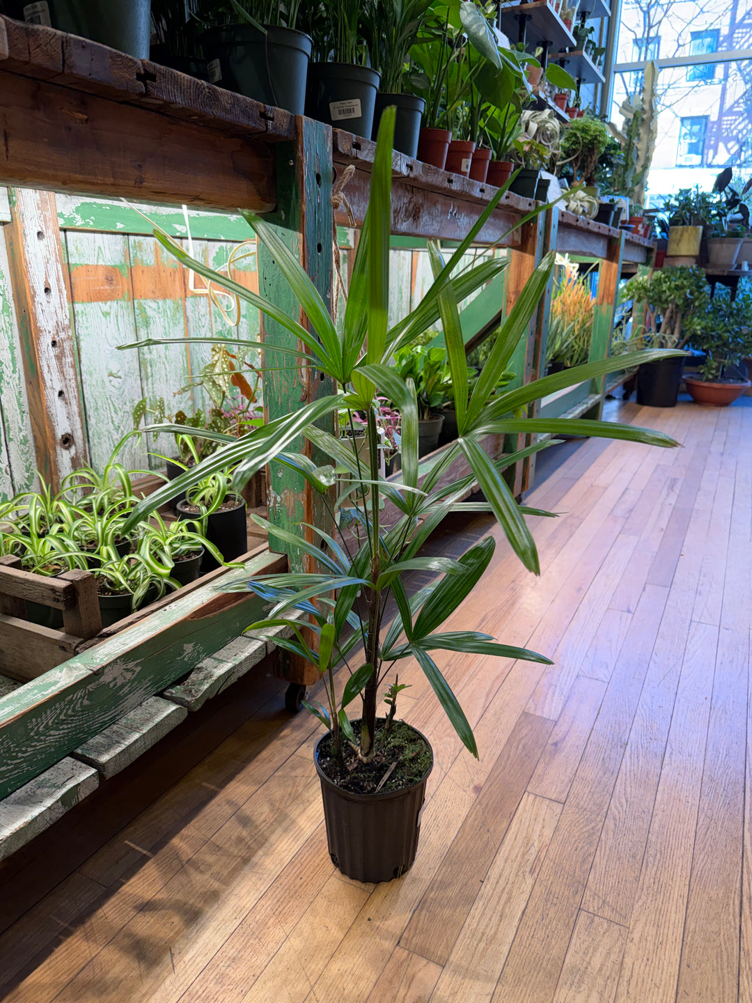 Lady Palm