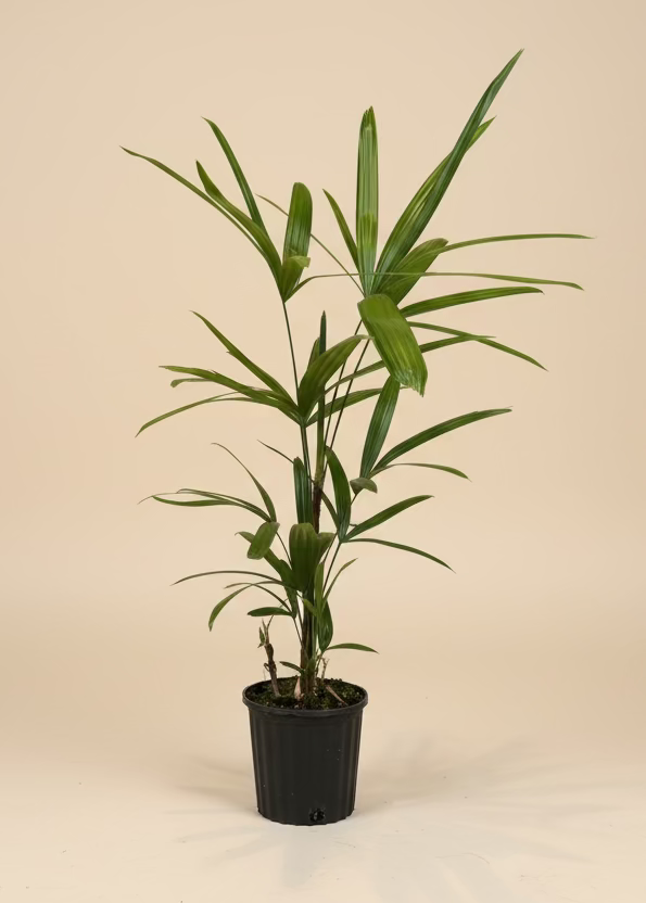 Lady Palm