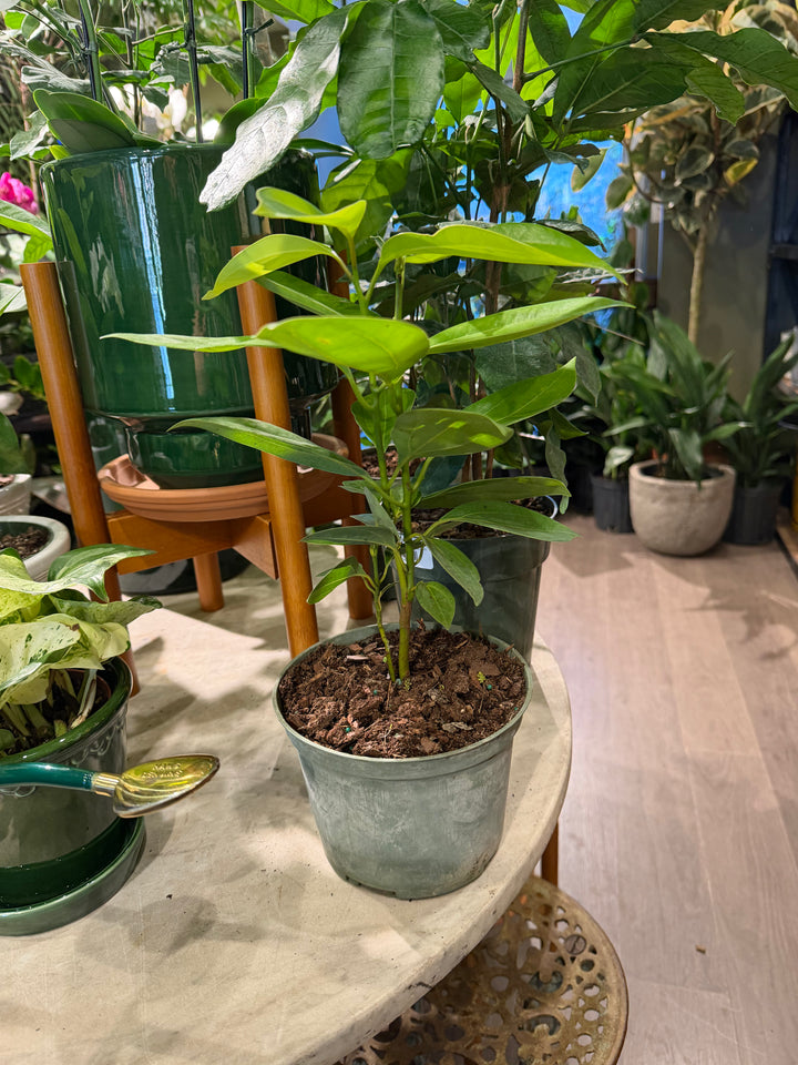 Cinnamon Tree