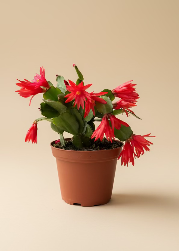 Easter Cactus