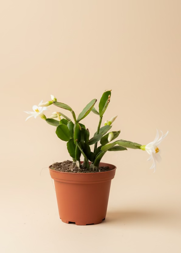 Easter Cactus