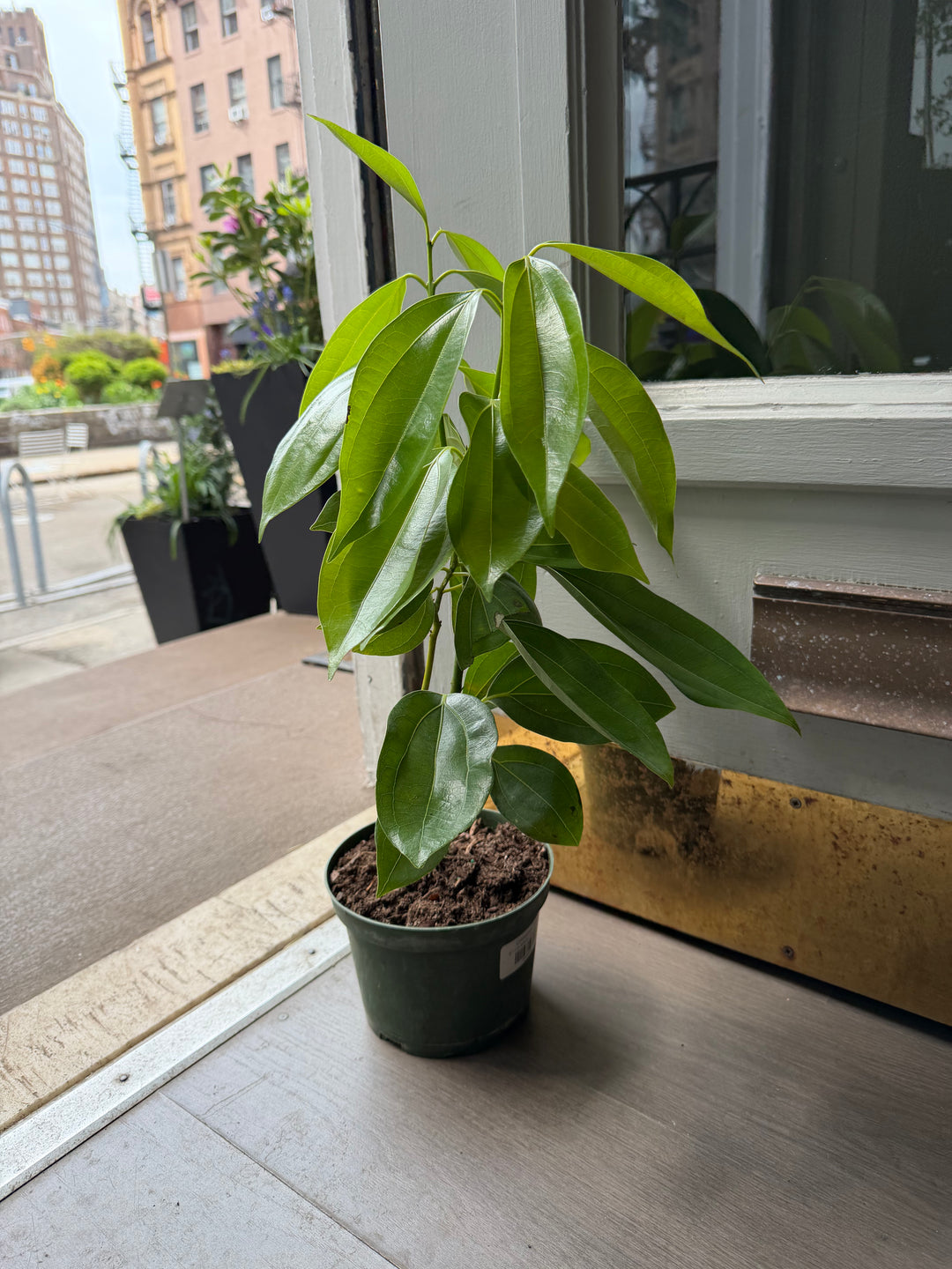 Cinnamon Tree