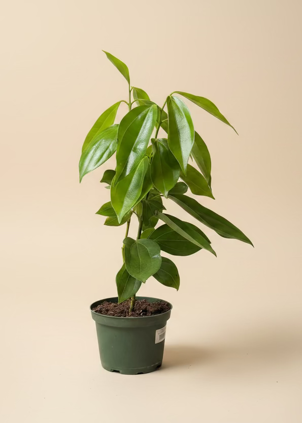 Cinnamon Tree