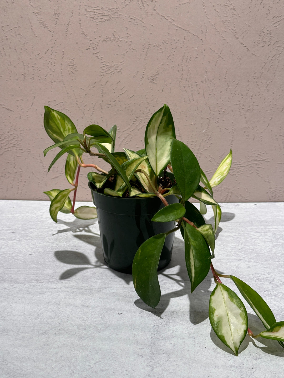 Hoya Krimson Princess