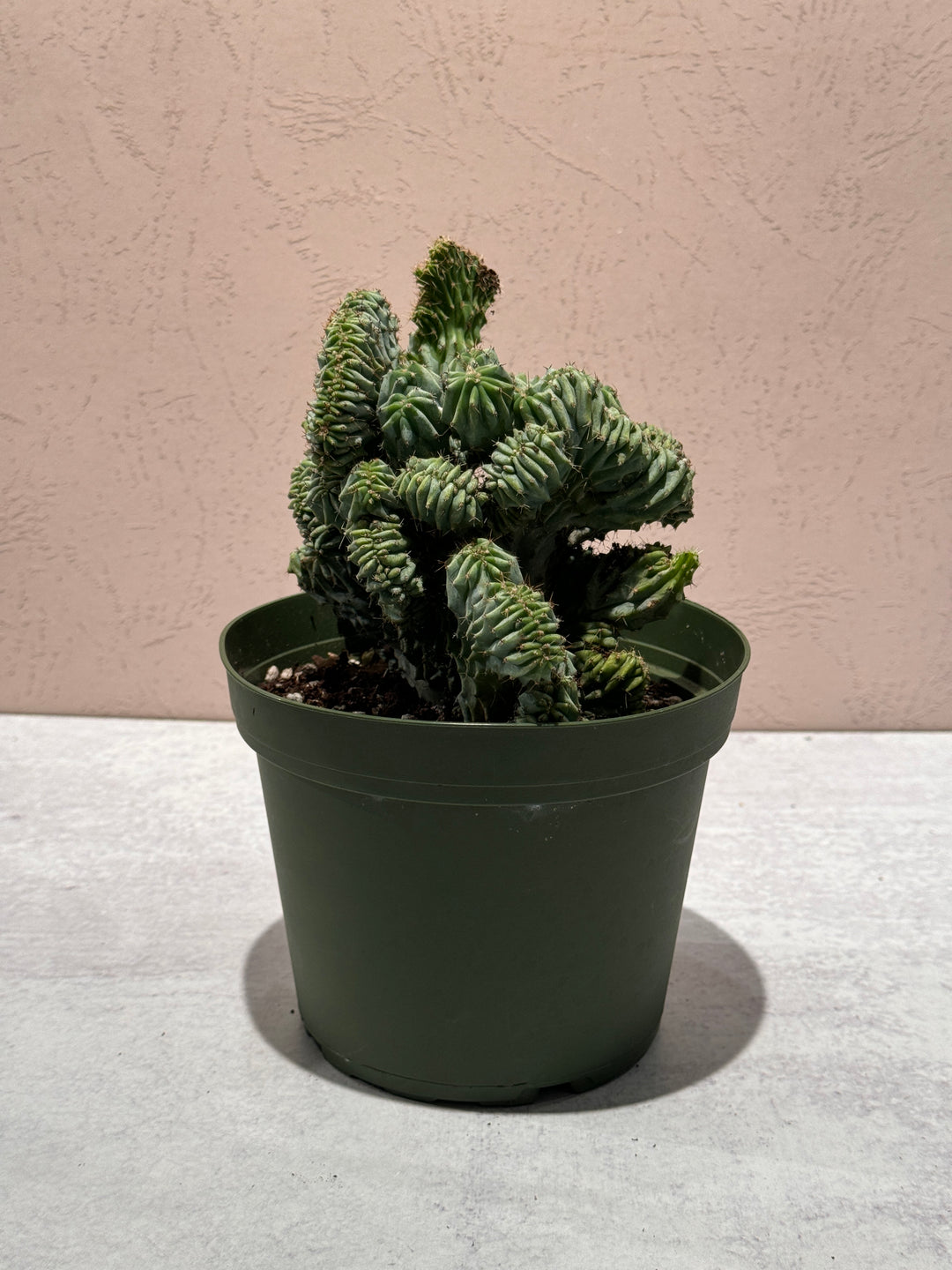 Crested Myrtillocactus