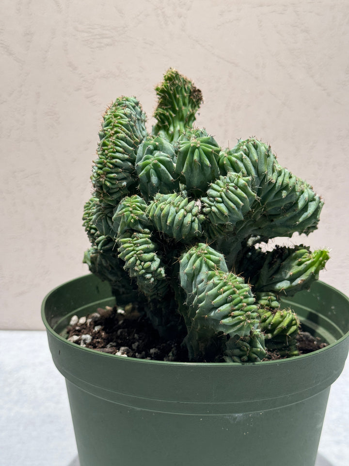 Crested Myrtillocactus