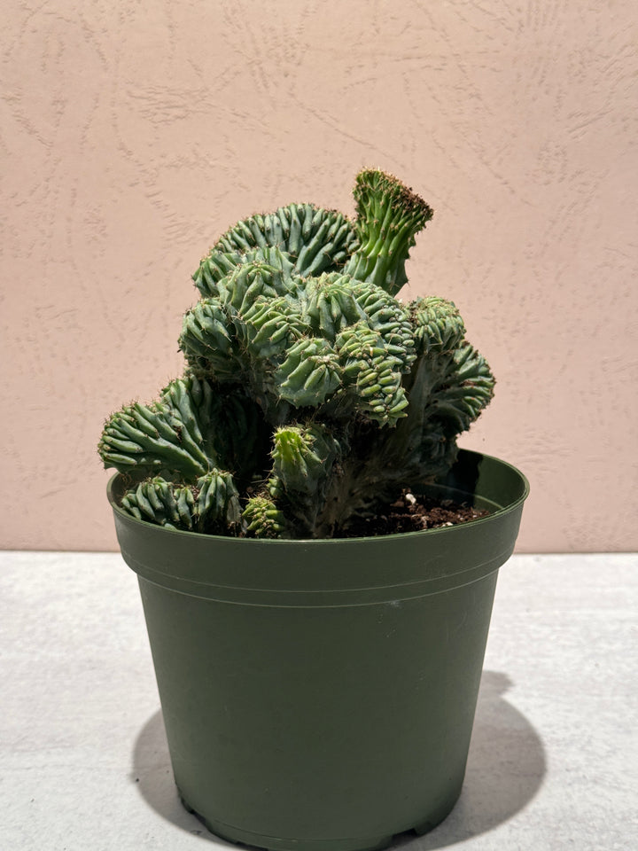 Crested Myrtillocactus