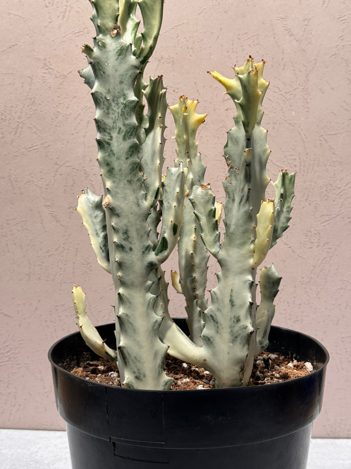 Euphorbia Lactea White Ghost