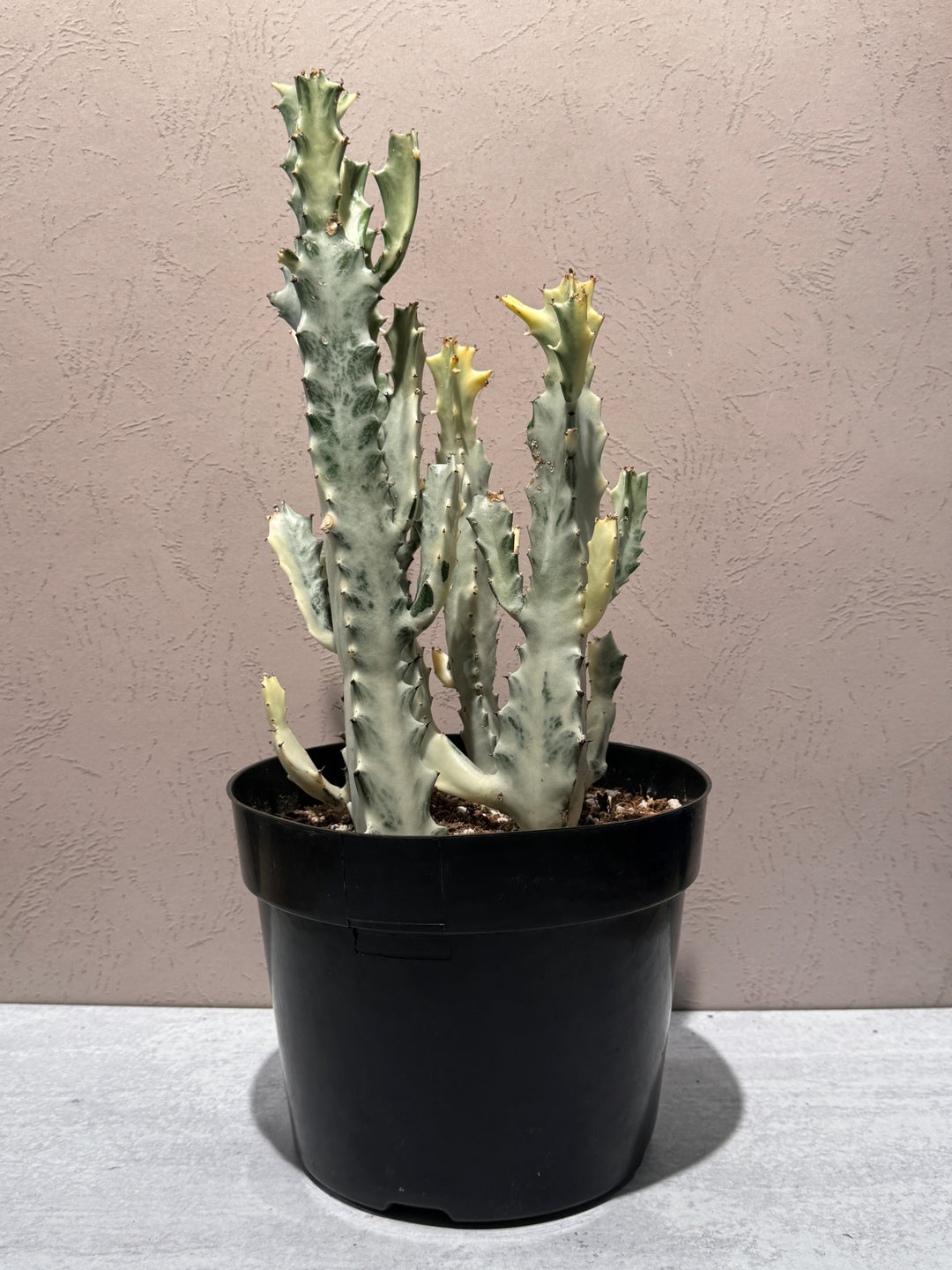 Euphorbia Lactea White Ghost