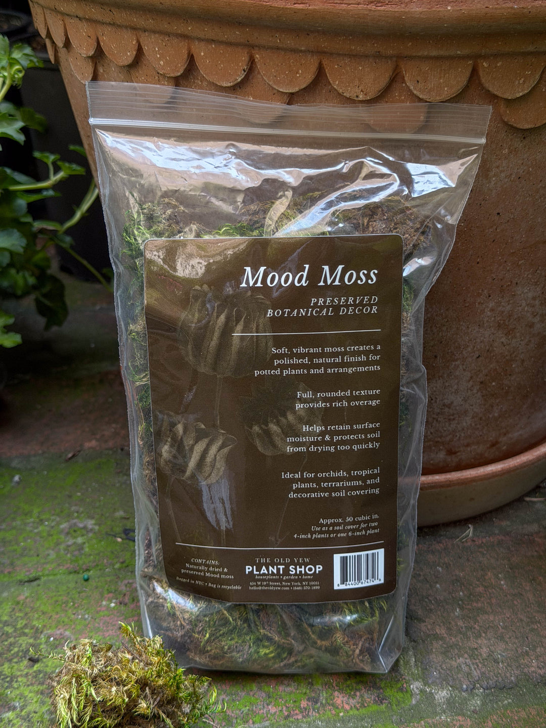 The Old Yew Mood Moss