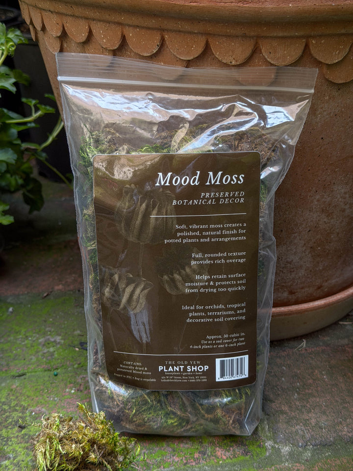 The Old Yew Mood Moss
