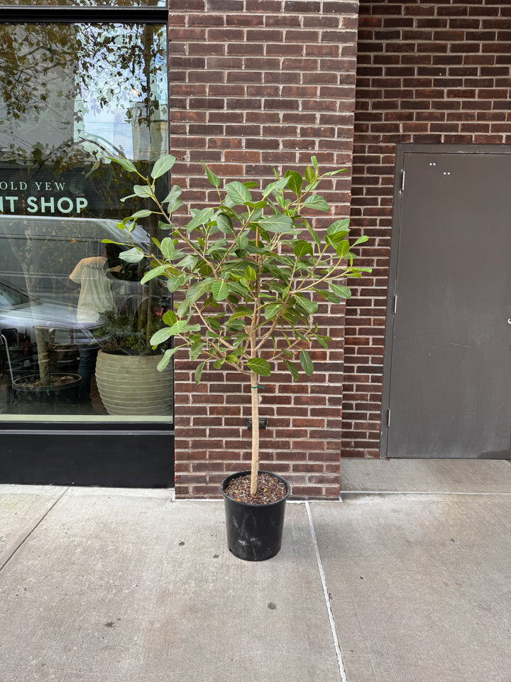 Ficus Audrey