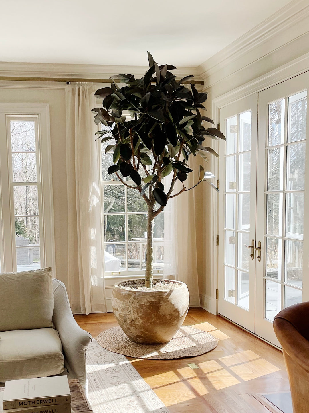 burgundy indoor plants Ficus Burgundy