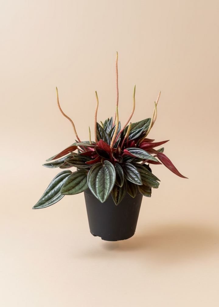 Peperomia