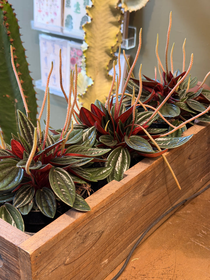 Peperomia